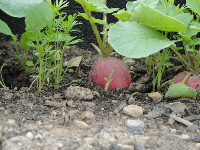 jena.winzerla radies 