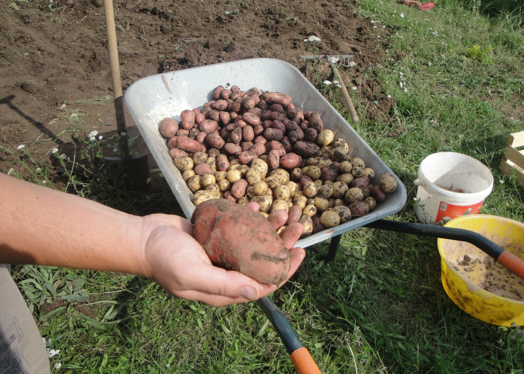 Jena Winzerla. Kartoffelernte 13.08.13