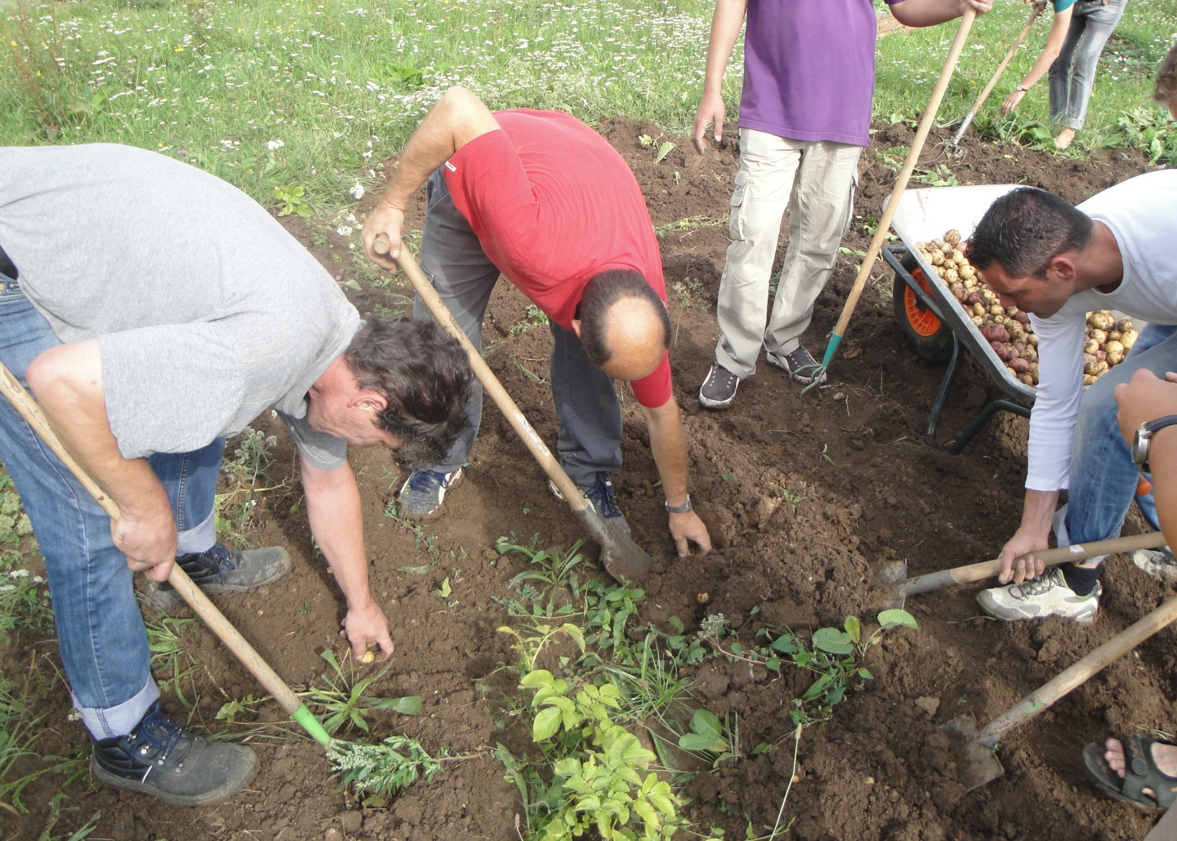 Jena Winzerla. Kartoffelernte 13.08.13