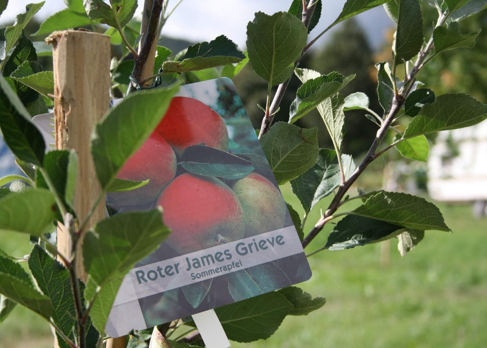Jena Winzerla Obstbäume