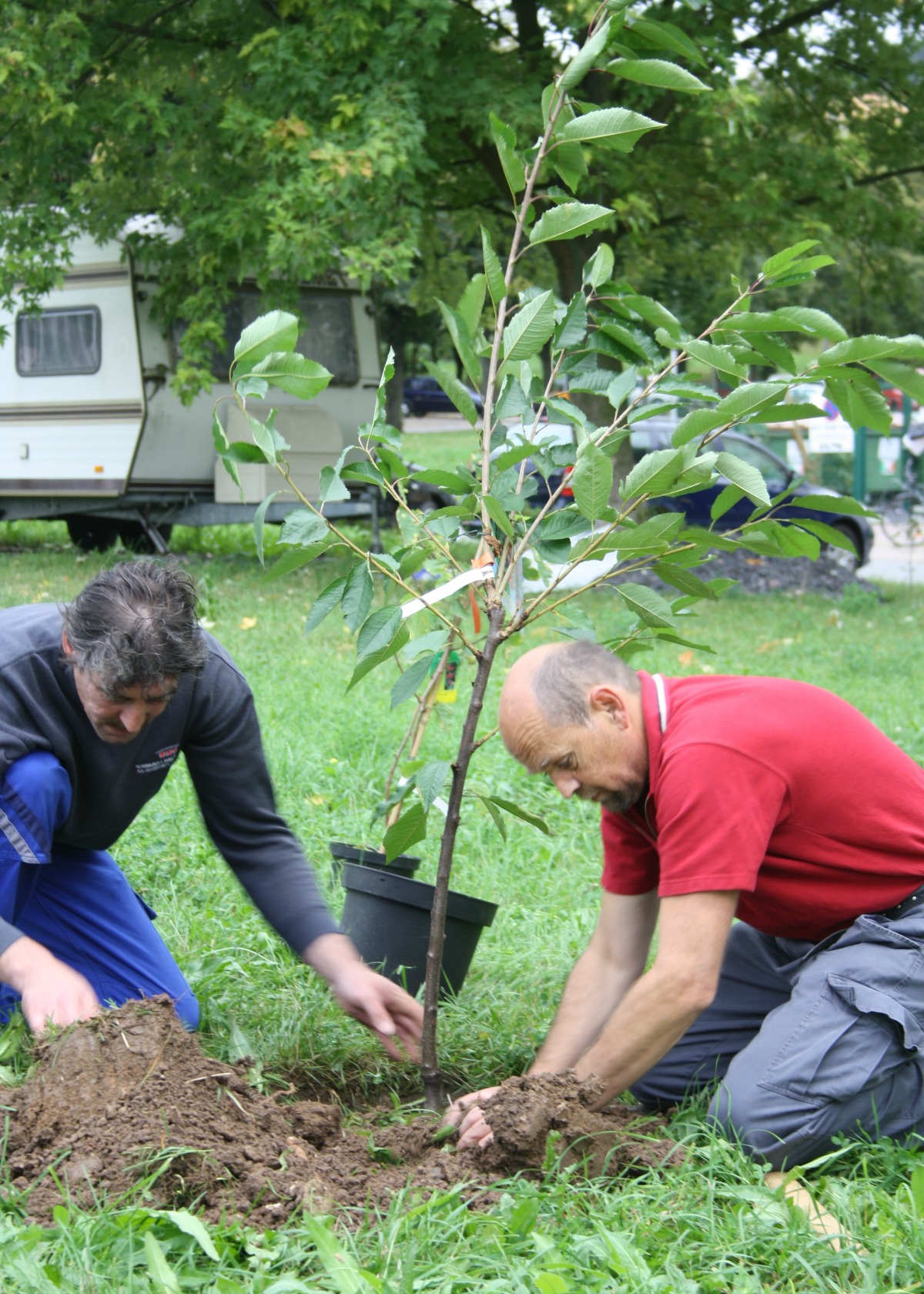 Jena Winzerla Obstbäume