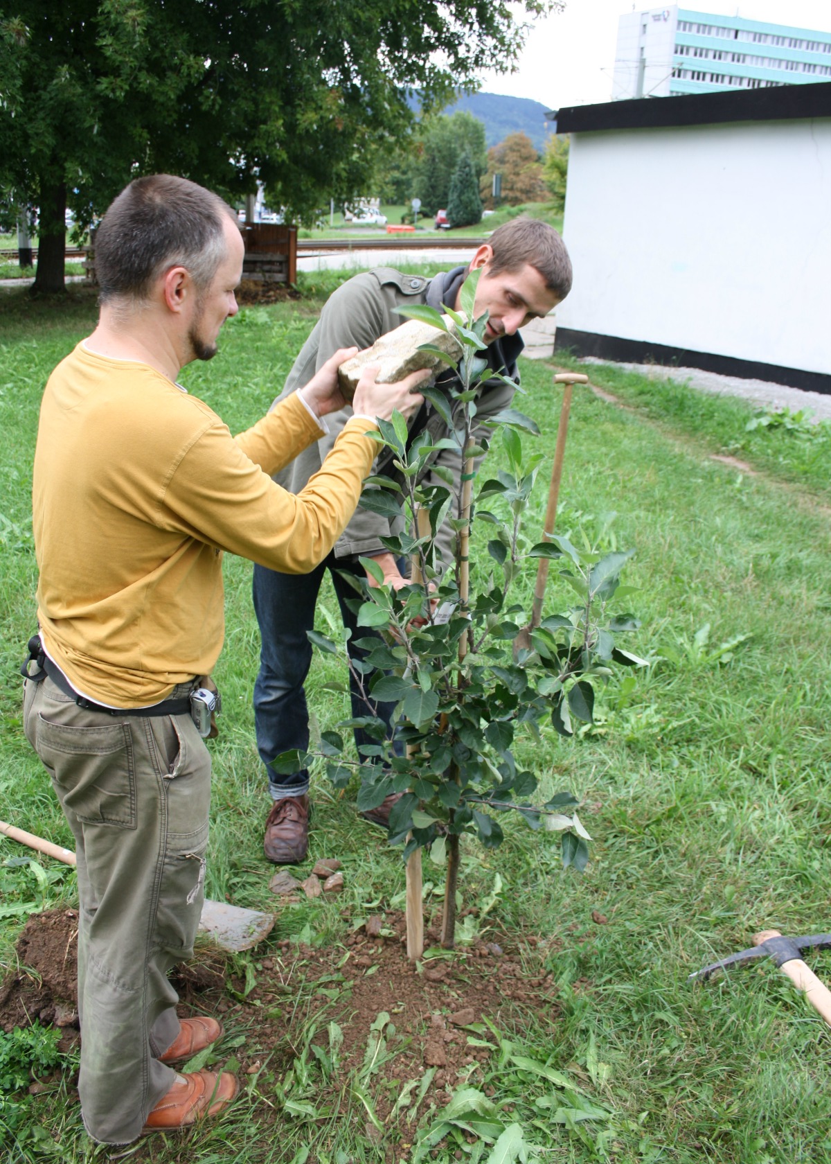 Jena Winzerla Obstbäume