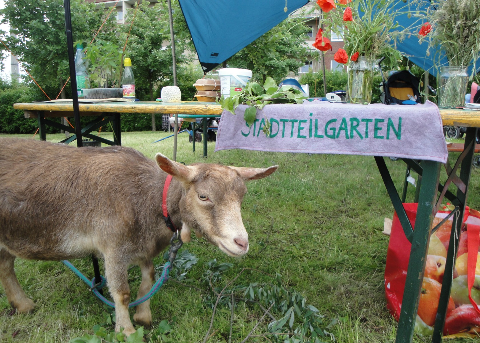 Jena Winzerla. Sommerfest 14.06.13