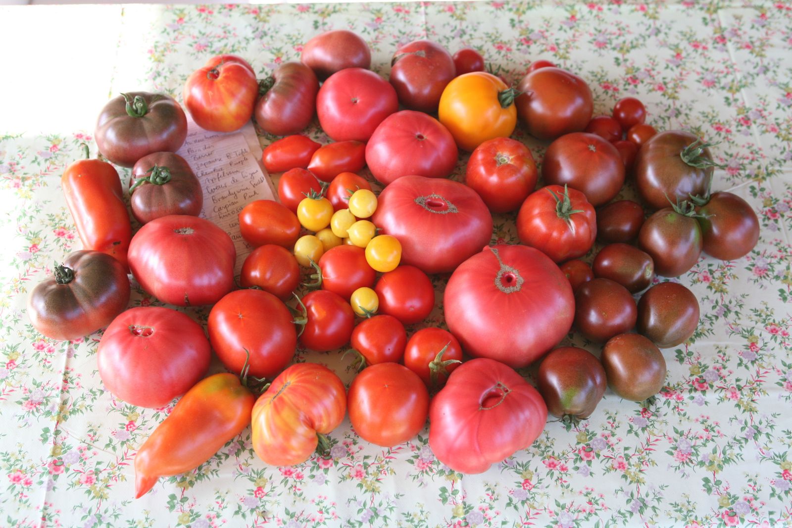 Jena Winzerla. Tomaten Laudien