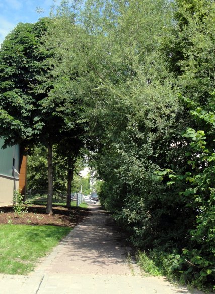 Jenalog Sträucher WinCenter vorher