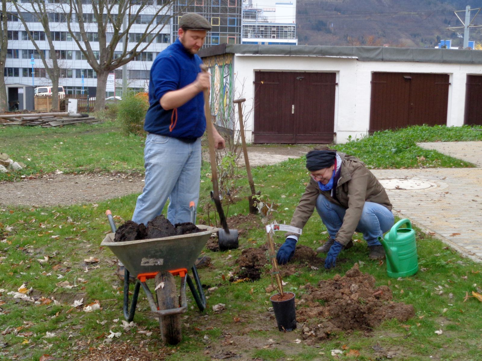 Jena Winzerla. Heckenpflanzung