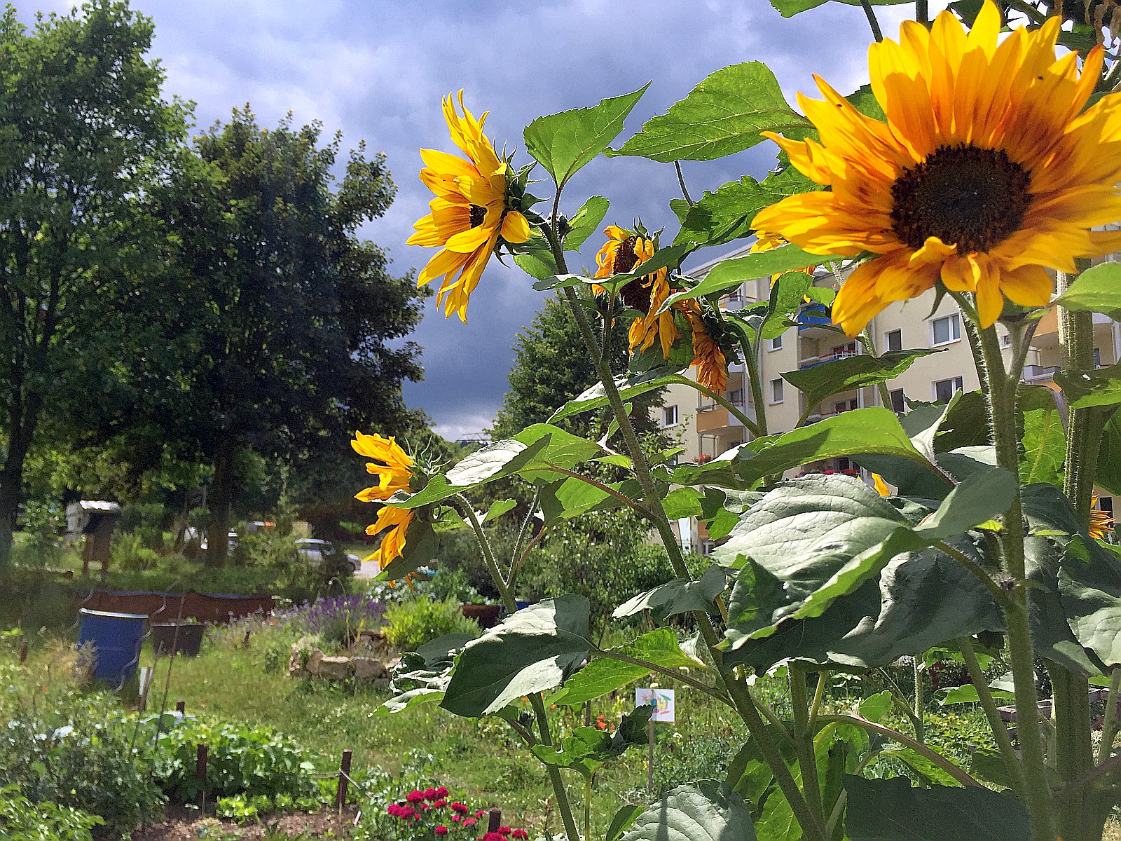 Jena Winzerla. Stadtteilgarten